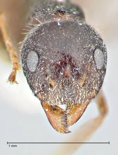 Dolichoderus taprobanae - FOCOL2760