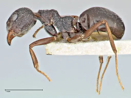 Dolichoderus taprobanae - FOCOL2760