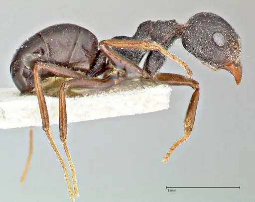 Dolichoderus taprobanae - FOCOL2760
