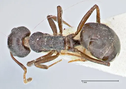 Dolichoderus taprobanae - FOCOL2761
