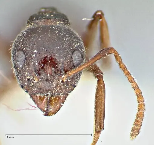 Dolichoderus taprobanae - FOCOL2761