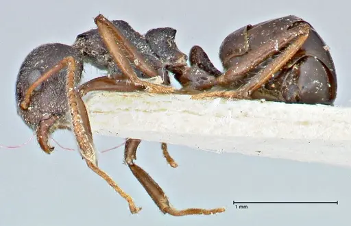 Dolichoderus taprobanae - FOCOL2761