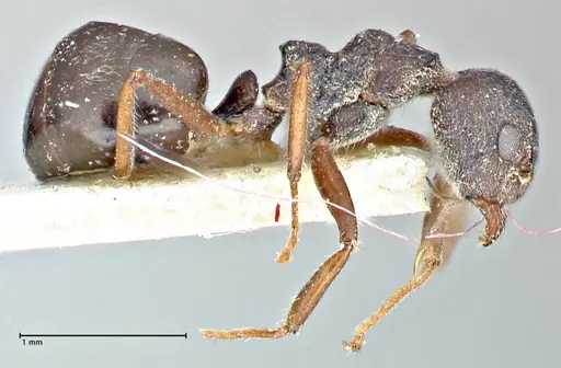 Dolichoderus taprobanae - FOCOL2761