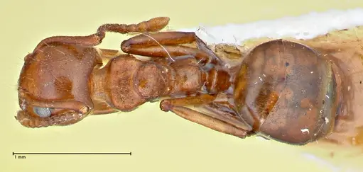 Dolichoderus taprobanae - FOCOL2762