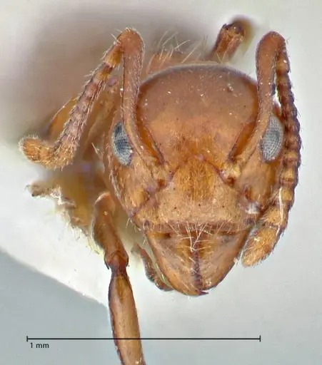 Dolichoderus taprobanae - FOCOL2762