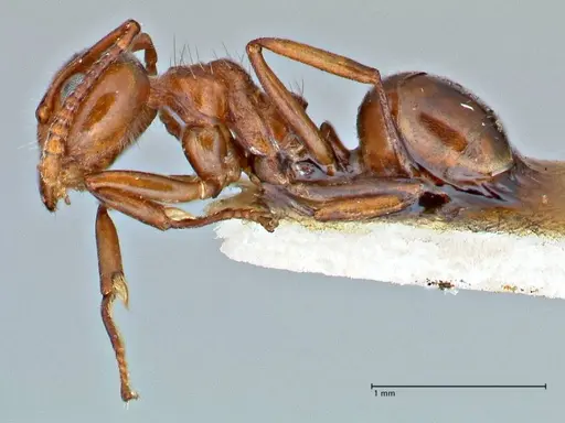 Dolichoderus taprobanae - FOCOL2762