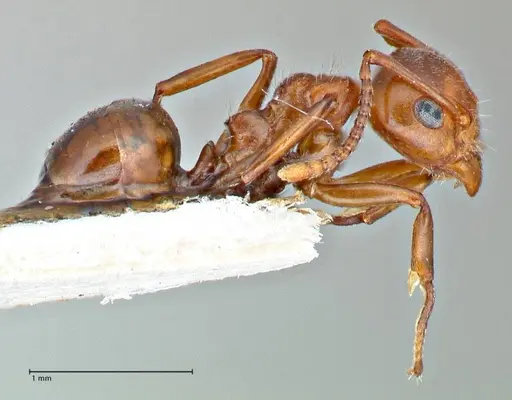 Dolichoderus taprobanae - FOCOL2762