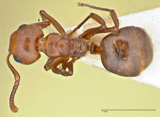 Dolichoderus taprobanae - FOCOL2763