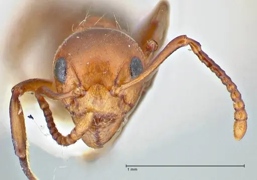 Dolichoderus taprobanae - FOCOL2763