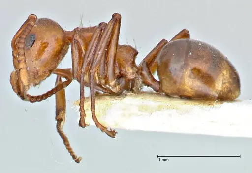Dolichoderus taprobanae - FOCOL2763