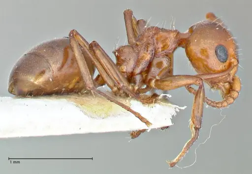 Dolichoderus taprobanae - FOCOL2763