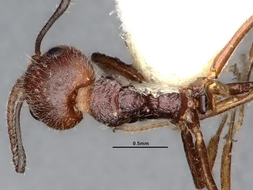 Dolichoderus taprobanae - SMFHYM0008907