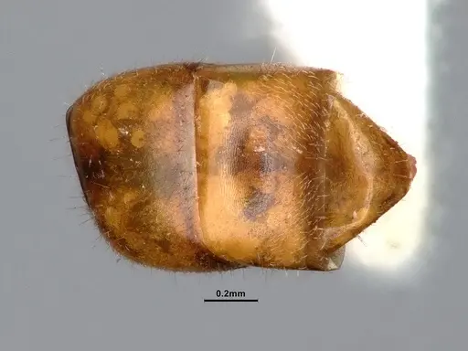 Dolichoderus taprobanae - SMFHYM0008907