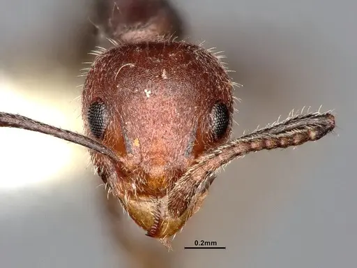 Dolichoderus taprobanae - SMFHYM0008907