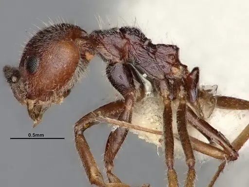Dolichoderus taprobanae - SMFHYM0008907
