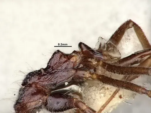 Dolichoderus taprobanae - SMFHYM0008907