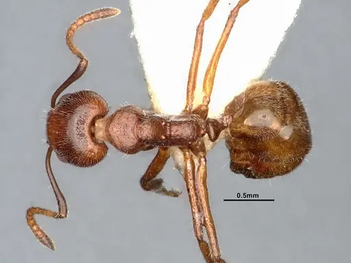 Dolichoderus taprobanae - SMFHYM0008922
