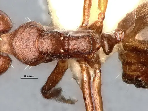 Dolichoderus taprobanae - SMFHYM0008922