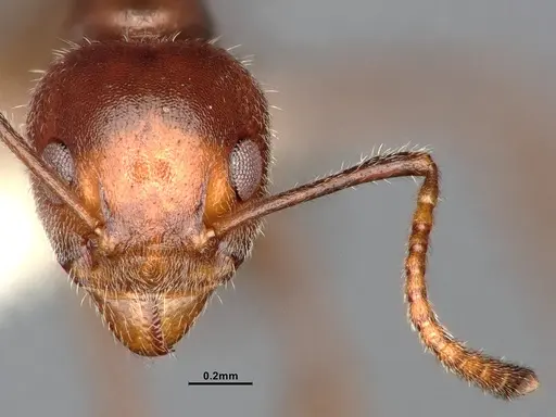 Dolichoderus taprobanae - SMFHYM0008922