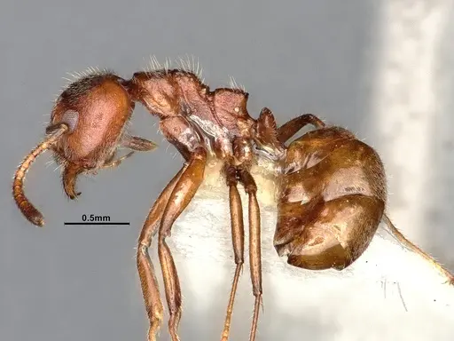 Dolichoderus taprobanae - SMFHYM0008922
