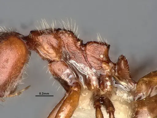 Dolichoderus taprobanae - SMFHYM0008922