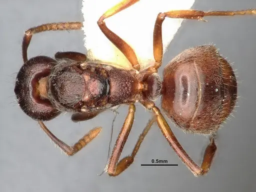 Dolichoderus taprobanae - SMFHYM0008930