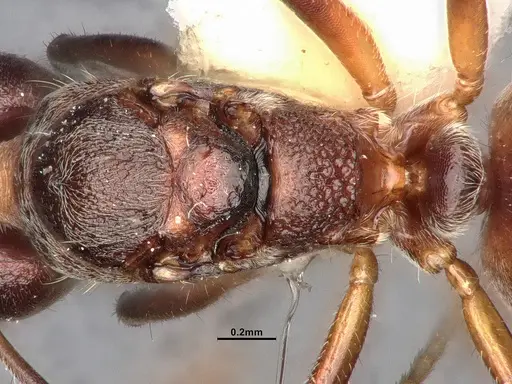 Dolichoderus taprobanae - SMFHYM0008930