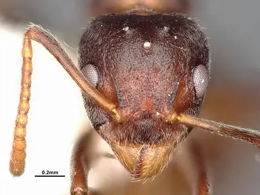 Dolichoderus taprobanae - SMFHYM0008930