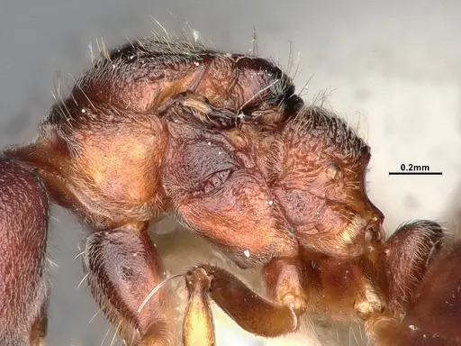 Dolichoderus taprobanae - SMFHYM0008930