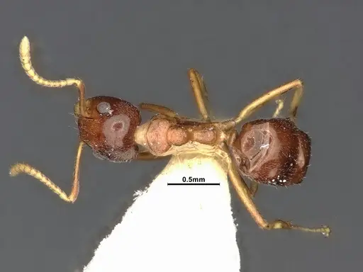 Dolichoderus taprobanae - SMFHYM0008932