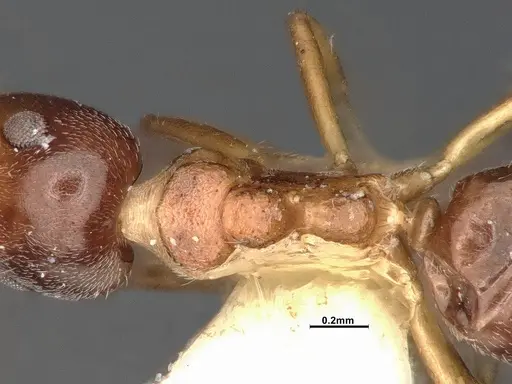 Dolichoderus taprobanae - SMFHYM0008932