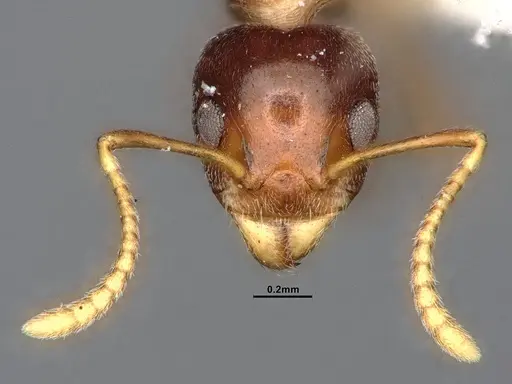 Dolichoderus taprobanae - SMFHYM0008932