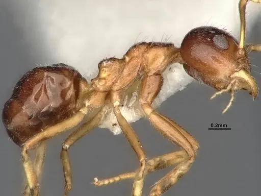Dolichoderus taprobanae - SMFHYM0008932