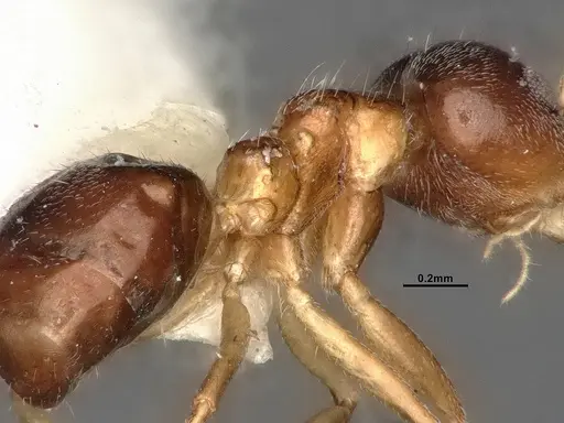 Dolichoderus taprobanae - SMFHYM0008932