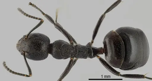 Dolichoderus taschenbergi specimen