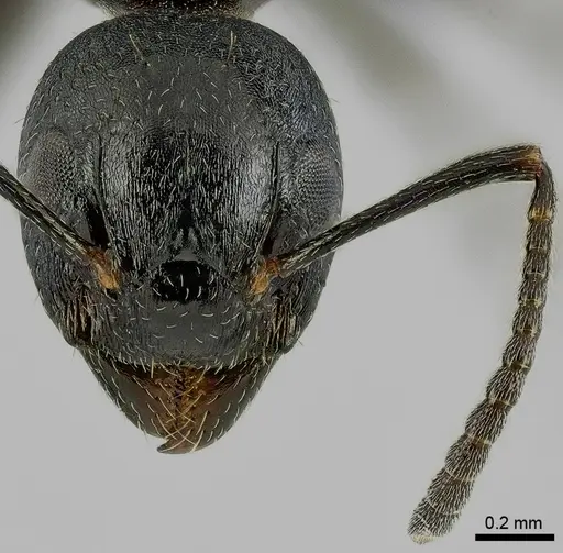 Dolichoderus taschenbergi specimen