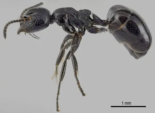 Dolichoderus taschenbergi specimen