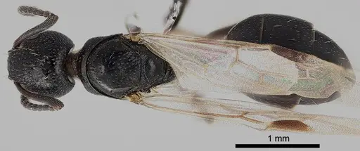 Dolichoderus taschenbergi - ANTWEB1041581