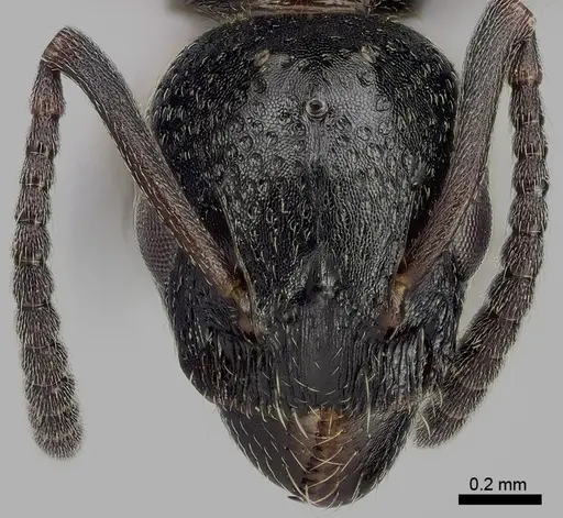 Dolichoderus taschenbergi - ANTWEB1041581