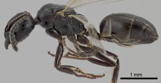 Dolichoderus taschenbergi - ANTWEB1041581