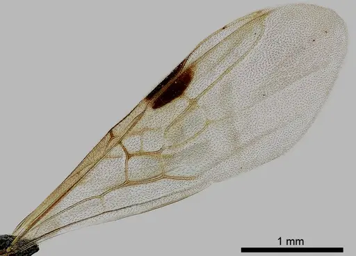Dolichoderus taschenbergi - ANTWEB1041581
