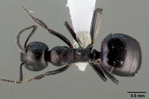 Dolichoderus taschenbergi - CASENT0005172