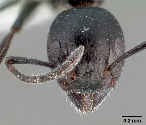 Dolichoderus taschenbergi - CASENT0005172