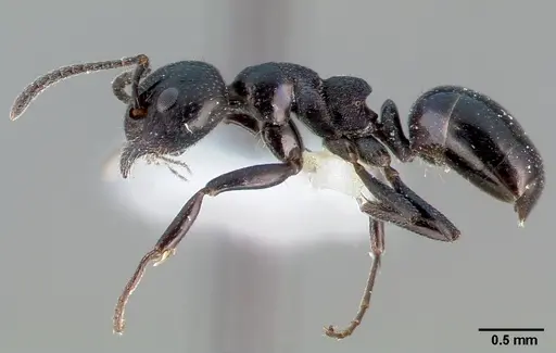 Dolichoderus taschenbergi - CASENT0005172