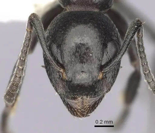 Dolichoderus taschenbergi - CASENT0249580