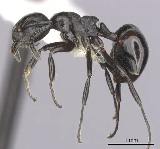 Dolichoderus taschenbergi - CASENT0249580