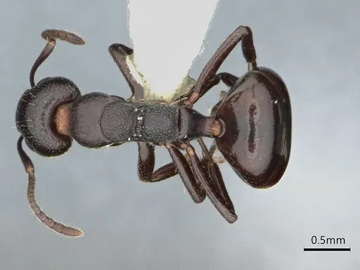 Dolichoderus taschenbergi - CASENT0886022