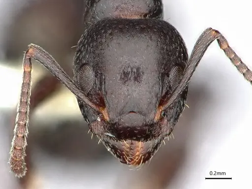Dolichoderus taschenbergi - CASENT0886022