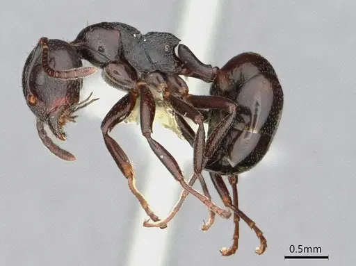 Dolichoderus taschenbergi - CASENT0886022