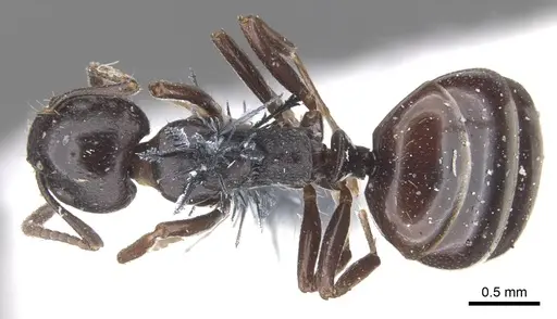 Dolichoderus taschenbergi - CASENT0902961